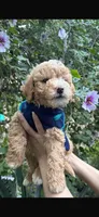 Milo, a male Maltipoo and Poodle - Toy  for sale in Manteca, CA – Photo 5 of 6