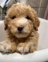 Milo, a male Maltipoo and Poodle - Toy  for sale in Manteca, CA – Photo 1 of 5