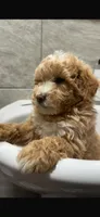 Milo, a male Maltipoo and Poodle - Toy  for sale in Manteca, CA – Photo 5 of 5