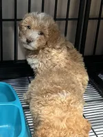 Milo, a male Maltipoo and Poodle - Toy  for sale in Manteca, CA – Photo 2 of 5