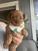 Kiwi , a female Maltipoo and Poodle - Toy  for sale in Manteca, CA – Photo 3 of 5