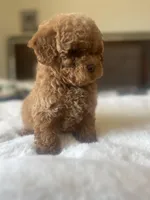 Kiwi , a female Maltipoo and Poodle - Toy  for sale in Manteca, CA – Photo 2 of 5