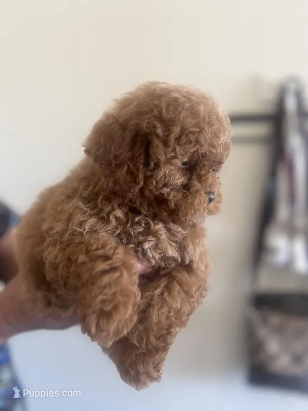 Kiwi  – Maltipoo, Poodle - Toy  puppy for sale in Manteca, CA