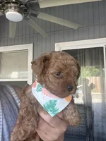 Kiwi , a female Maltipoo and Poodle - Toy  for sale in Manteca, CA – Photo 5 of 5