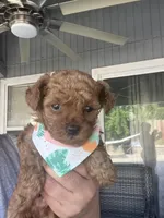 Kiwi , a female Maltipoo and Poodle - Toy  for sale in Manteca, CA – Photo 4 of 5