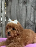 Lea , a female Maltipoo and Poodle - Toy  for sale in Manteca, CA – 4 of 4