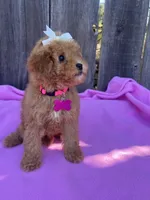 Peachy  , a female Maltipoo and Poodle - Toy  for sale in Manteca, CA – 8 of 8