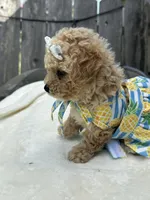 Nala, a female Maltipoo and Poodle - Toy  for sale in Manteca, CA – 8 of 10
