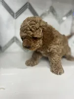 Milo, a male Maltipoo and Poodle - Toy  for sale in Manteca, CA – 5 of 7