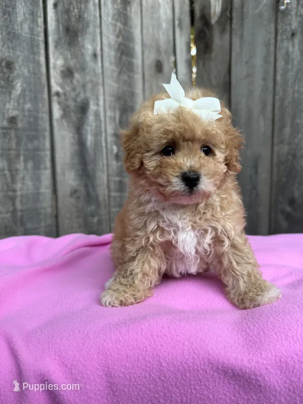 Daysi – Maltipoo, Poodle - Toy  puppy for sale in Manteca, CA