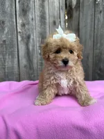 Daysi, a female Maltipoo and Poodle - Toy  for sale in Manteca, CA – 1 of 5