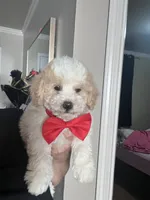 Gunter, a male Maltipoo and Poodle - Toy  for sale in Manteca, CA – 7 of 7