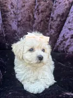 Teacup female 2, a female Maltipoo and Poodle - Toy  for sale in Manteca, CA – 5 of 7