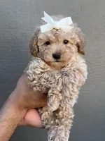 Peachy , a female Maltipoo and Poodle - Toy  for sale in Manteca, CA – 4 of 6