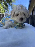 Princess , a female Maltipoo and Poodle - Toy  for sale in Manteca, CA – 6 of 8