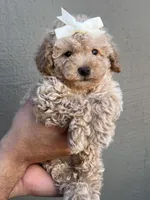 Peachy , a female Maltipoo and Poodle - Toy  for sale in Manteca, CA – 1 of 6