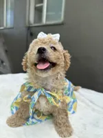 Nala, a female Maltipoo and Poodle - Toy  for sale in Manteca, CA – 2 of 10