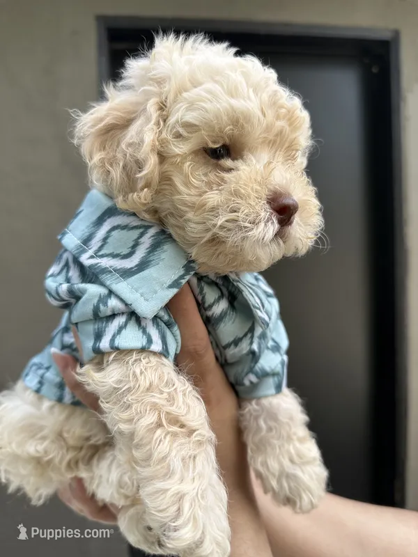 Kylo – Maltipoo, Poodle - Toy  puppy for sale in Manteca, CA