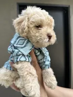 Kylo, a male Maltipoo and Poodle - Toy  for sale in Manteca, CA – 1 of 5