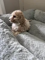 Kylo, a male Maltipoo and Poodle - Toy  for sale in Manteca, CA – 2 of 5