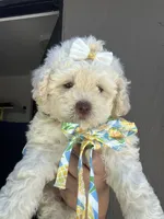 Princess , a female Maltipoo and Poodle - Toy  for sale in Manteca, CA – 4 of 8