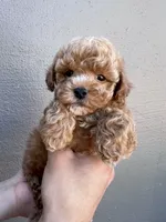 Teddy, a male Maltipoo and Poodle - Toy  for sale in Manteca, CA – 2 of 4