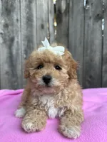 Daysi, a female Maltipoo and Poodle - Toy  for sale in Manteca, CA – 3 of 5