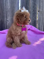 Peachy  , a female Maltipoo and Poodle - Toy  for sale in Manteca, CA – 6 of 8