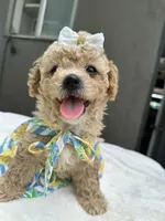 Nala, a female Maltipoo and Poodle - Toy  for sale in Manteca, CA – 7 of 10