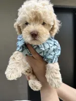 Kylo, a male Maltipoo and Poodle - Toy  for sale in Manteca, CA – 3 of 5