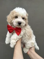 Chester , a male Maltipoo and Poodle - Toy  for sale in Manteca, CA – 3 of 6