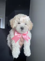 Zuri, a female Maltipoo and Poodle - Toy  for sale in Manteca, CA – 4 of 5