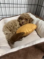Ginger , a female Maltipoo and Poodle - Toy  for sale in Manteca, CA – Photo 4 of 10
