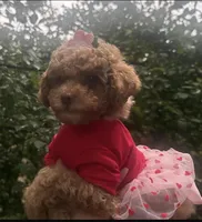 Ginger , a female Maltipoo and Poodle - Toy  for sale in Manteca, CA – Photo 7 of 10
