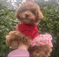 Ginger , a female Maltipoo and Poodle - Toy  for sale in Manteca, CA – Photo 3 of 10