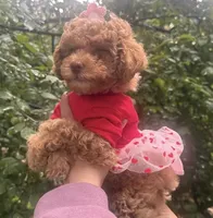 Ginger , a female Maltipoo and Poodle - Toy  for sale in Manteca, CA – Photo 6 of 10