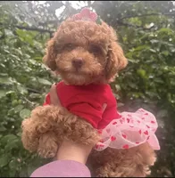 Ginger , a female Maltipoo and Poodle - Toy  for sale in Manteca, CA – Photo 1 of 10