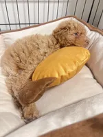 Ginger , a female Maltipoo and Poodle - Toy  for sale in Manteca, CA – Photo 2 of 10