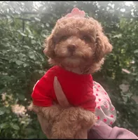 Ginger , a female Maltipoo and Poodle - Toy  for sale in Manteca, CA – Photo 10 of 10