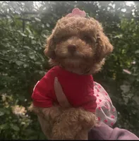 Ginger , a female Maltipoo and Poodle - Toy  for sale in Manteca, CA – Photo 5 of 10