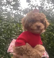 Ginger , a female Maltipoo and Poodle - Toy  for sale in Manteca, CA – Photo 8 of 10