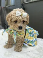 Nala, a female Maltipoo and Poodle - Toy  for sale in Manteca, CA – 9 of 10