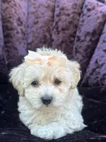 Teacup female 2, a female Maltipoo and Poodle - Toy  for sale in Manteca, CA – 2 of 7