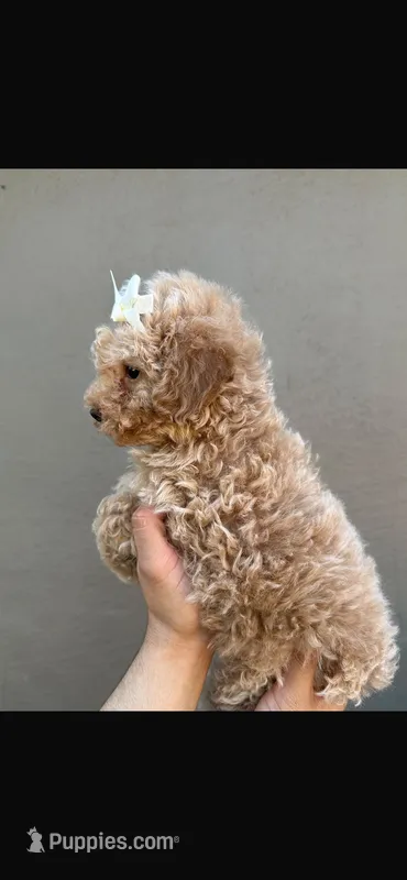 Peachy  – Maltipoo, Poodle - Toy  puppy for sale in Manteca, CA