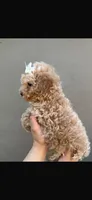 Peachy , a female Maltipoo and Poodle - Toy  for sale in Manteca, CA – 2 of 6