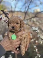 Cooper, a male Maltipoo and Poodle - Toy  for sale in Manteca, CA – 3 of 5
