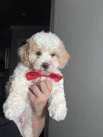 Chester , a male Poodle - Toy  for sale in Manteca, CA – 5 of 5