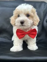 Chester , a male Maltipoo and Poodle - Toy  for sale in Manteca, CA – 6 of 6