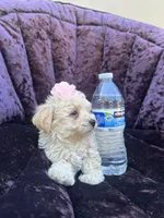 Teacup female 1, a female Maltipoo and Poodle - Toy  for sale in Manteca, CA – 4 of 7