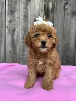 Lea , a female Maltipoo and Poodle - Toy  for sale in Manteca, CA – 3 of 4